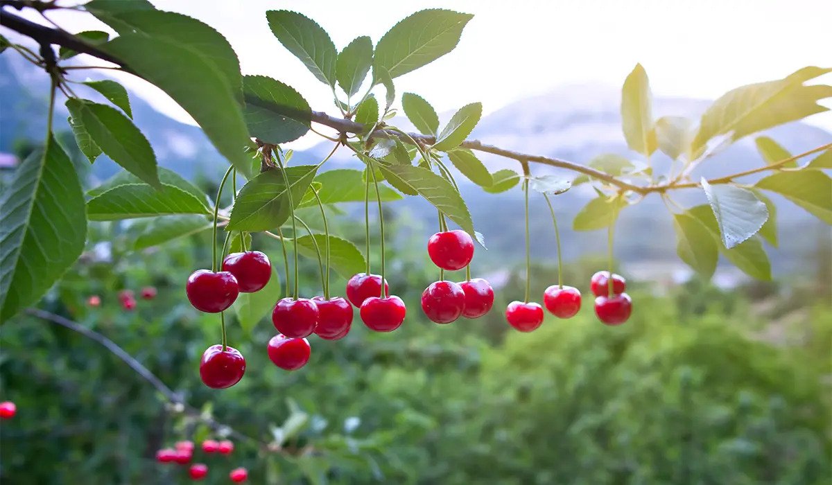 نهال آلبالو